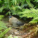 Coua géant