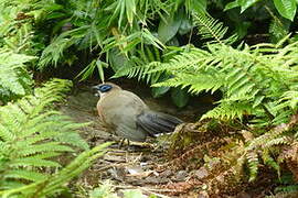 Giant Coua