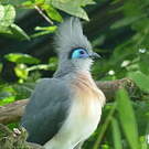 Coua huppé