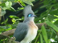 Crested Coua