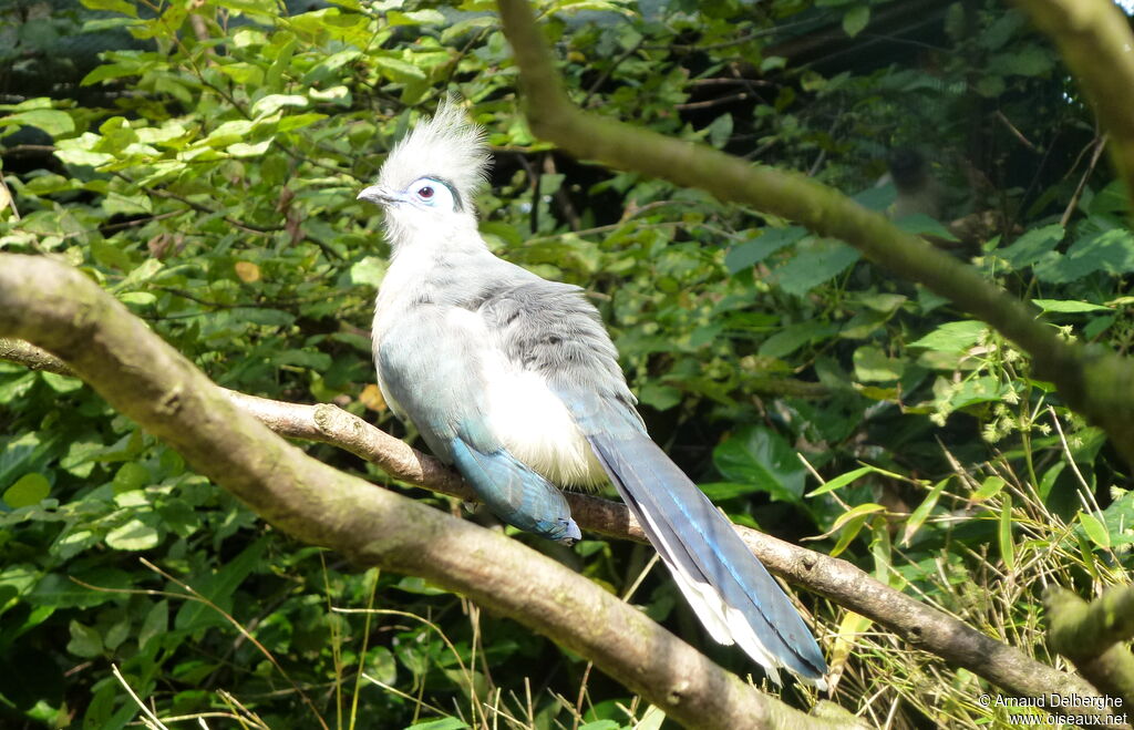 Crested Coua