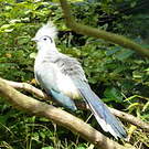 Coua huppé