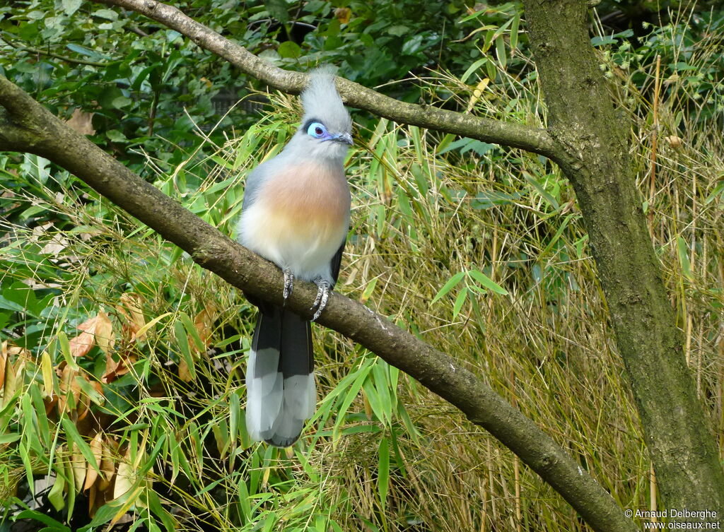 Crested Coua