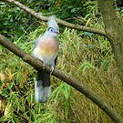 Coua huppé