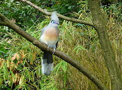 Crested Coua