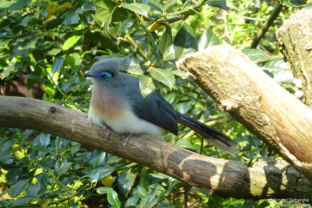 Crested Coua