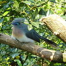 Coua huppé