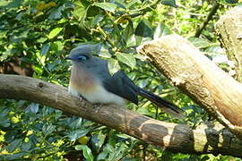 Crested Coua