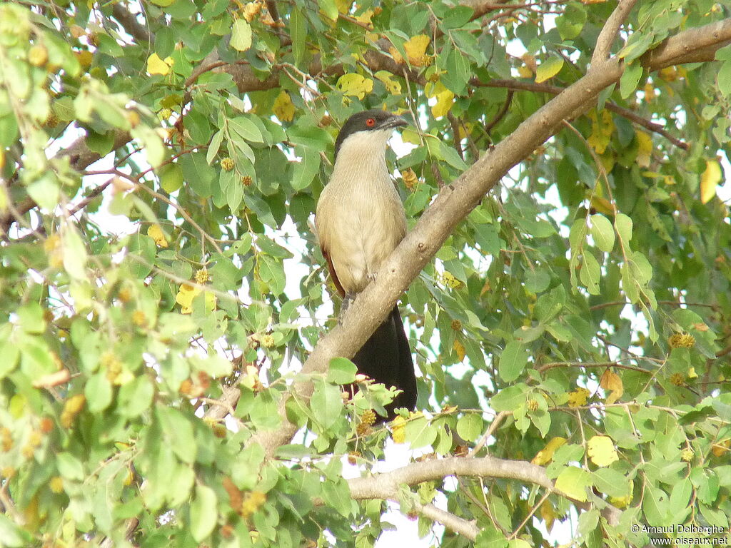 Coucal du Sénégal