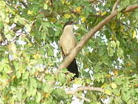 Coucal du Sénégal