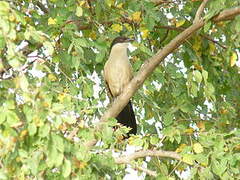 Senegal Coucal