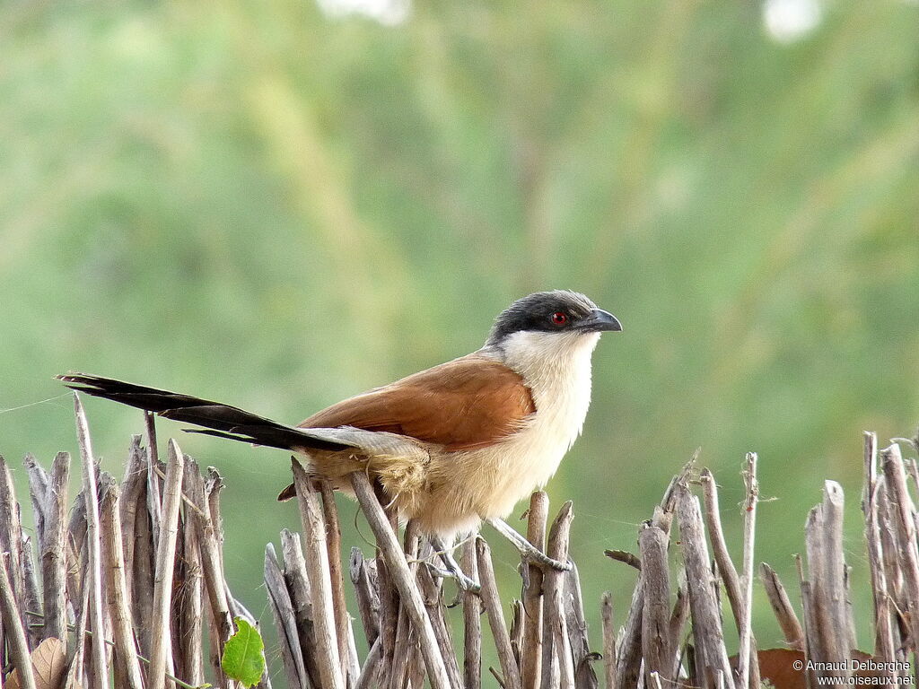 Senegal Coucal