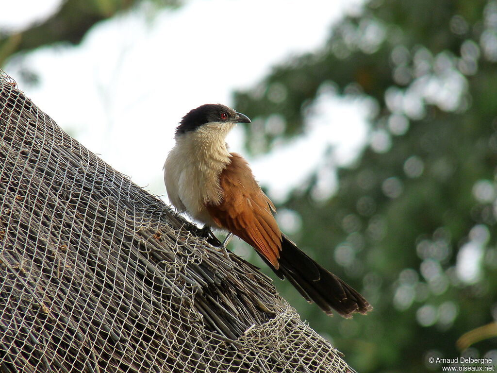 Coucal du Sénégal