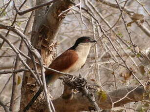 Coucal du Sénégal