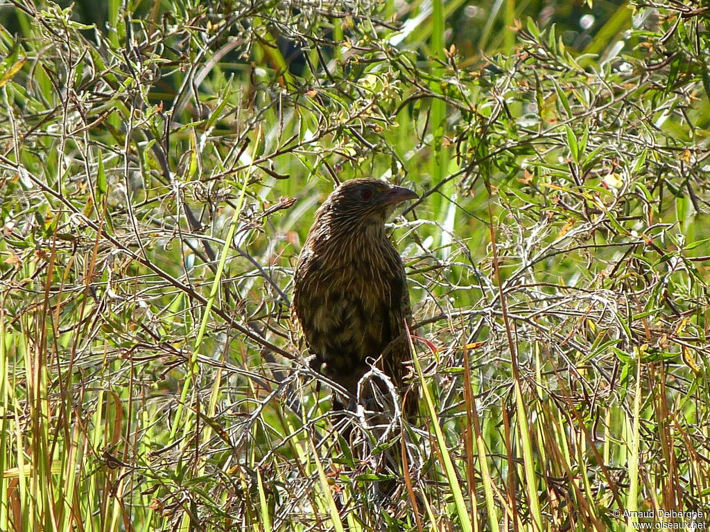 Pheasant Coucal