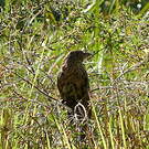 Coucal faisan