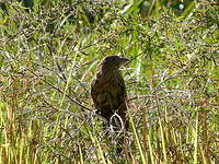 Coucal faisan