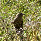 Coucal faisan