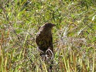 Coucal faisan