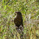 Coucal faisan