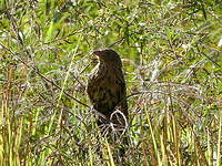 Coucal faisan