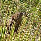 Coucal faisan