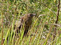 Coucal faisan