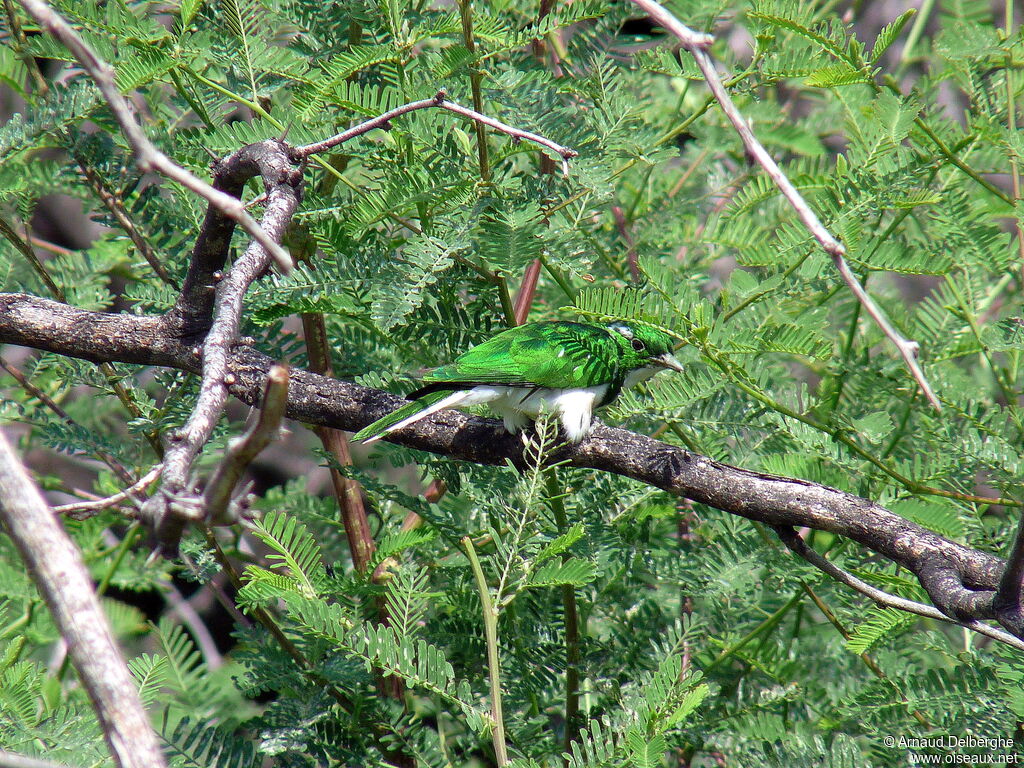 Klaas's Cuckoo