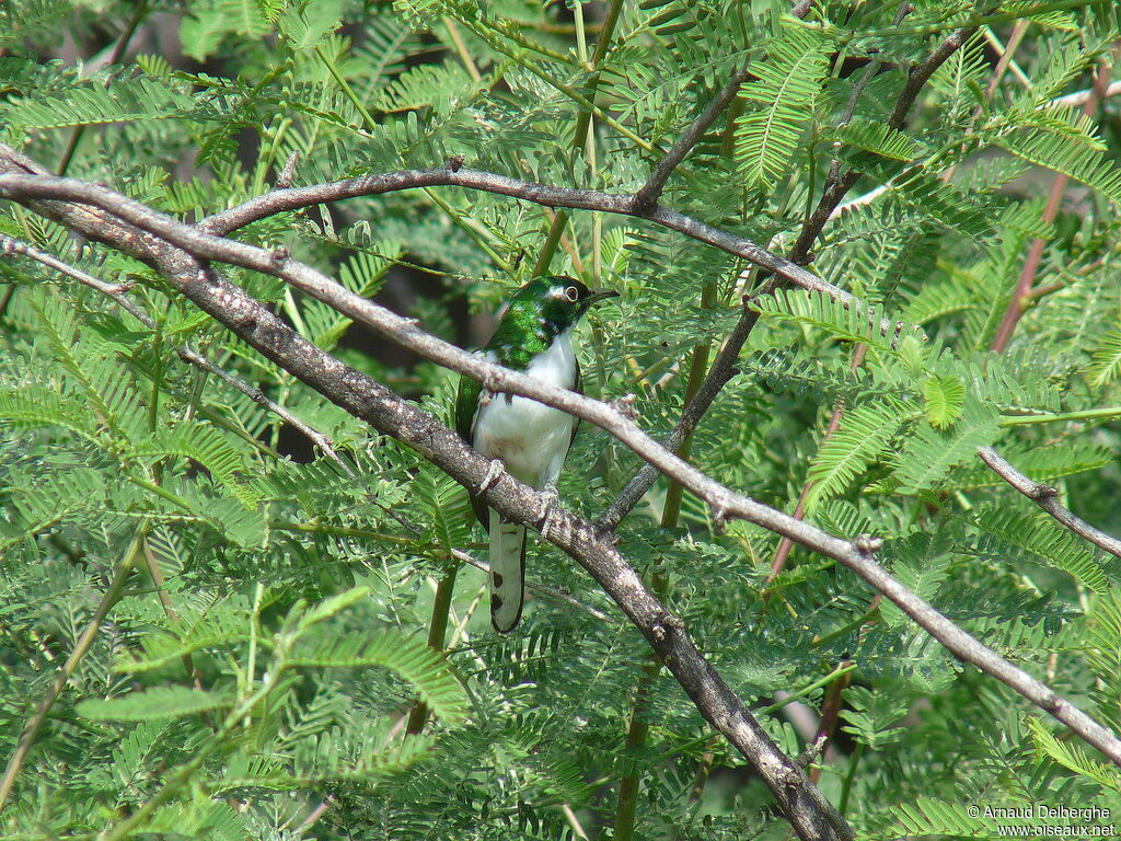 Klaas's Cuckoo