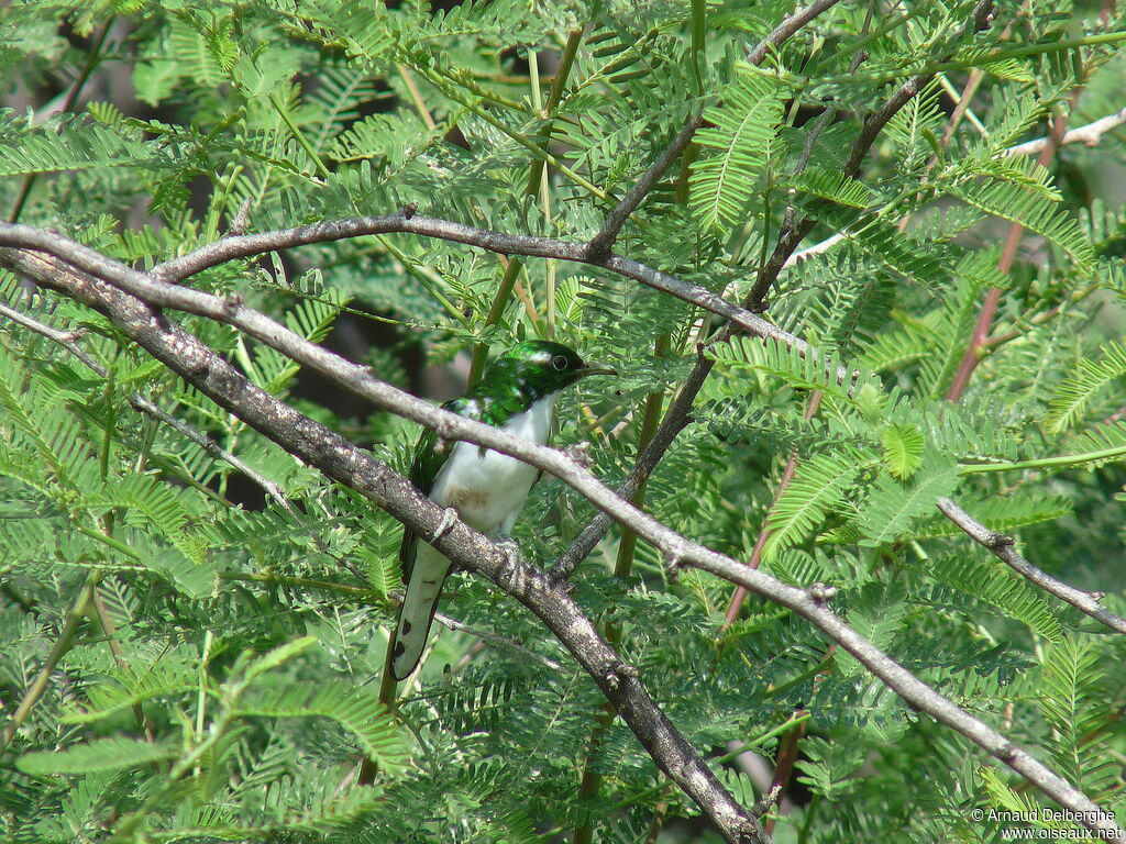 Klaas's Cuckoo