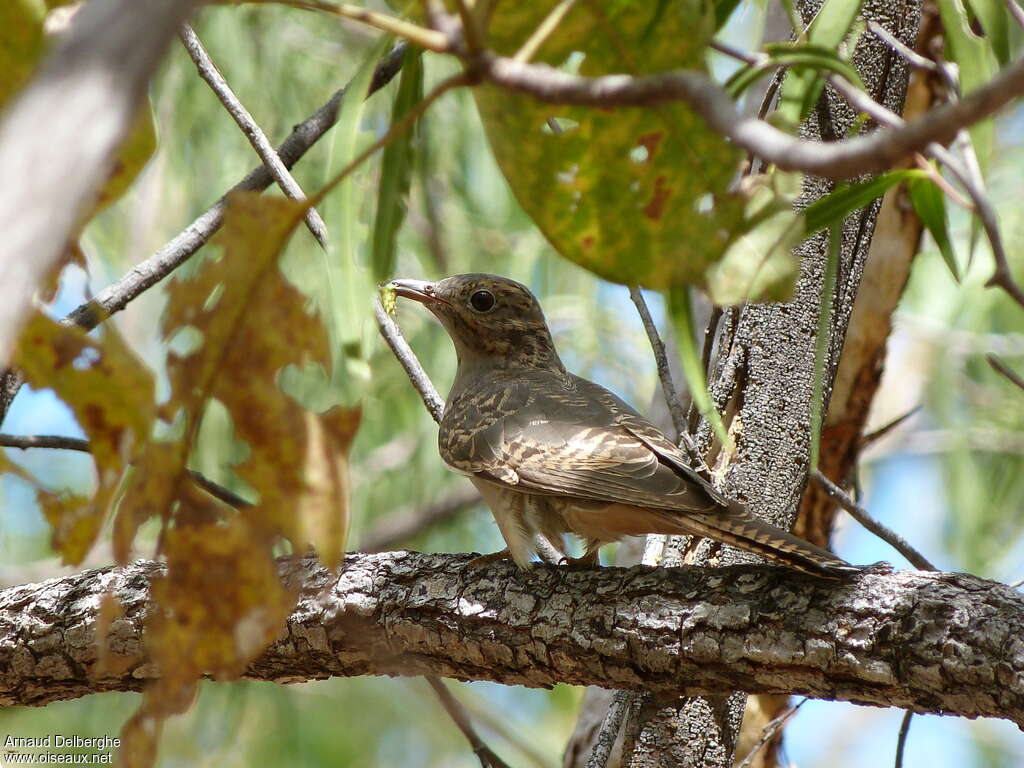 Brush Cuckooadult, feeding habits