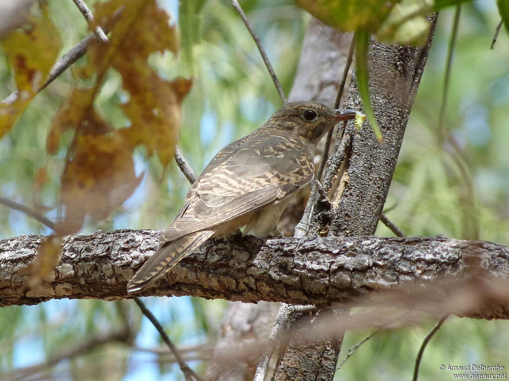 Brush Cuckooadult, feeding habits