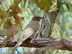 Brush Cuckoo