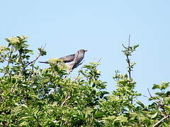 Common Cuckoo