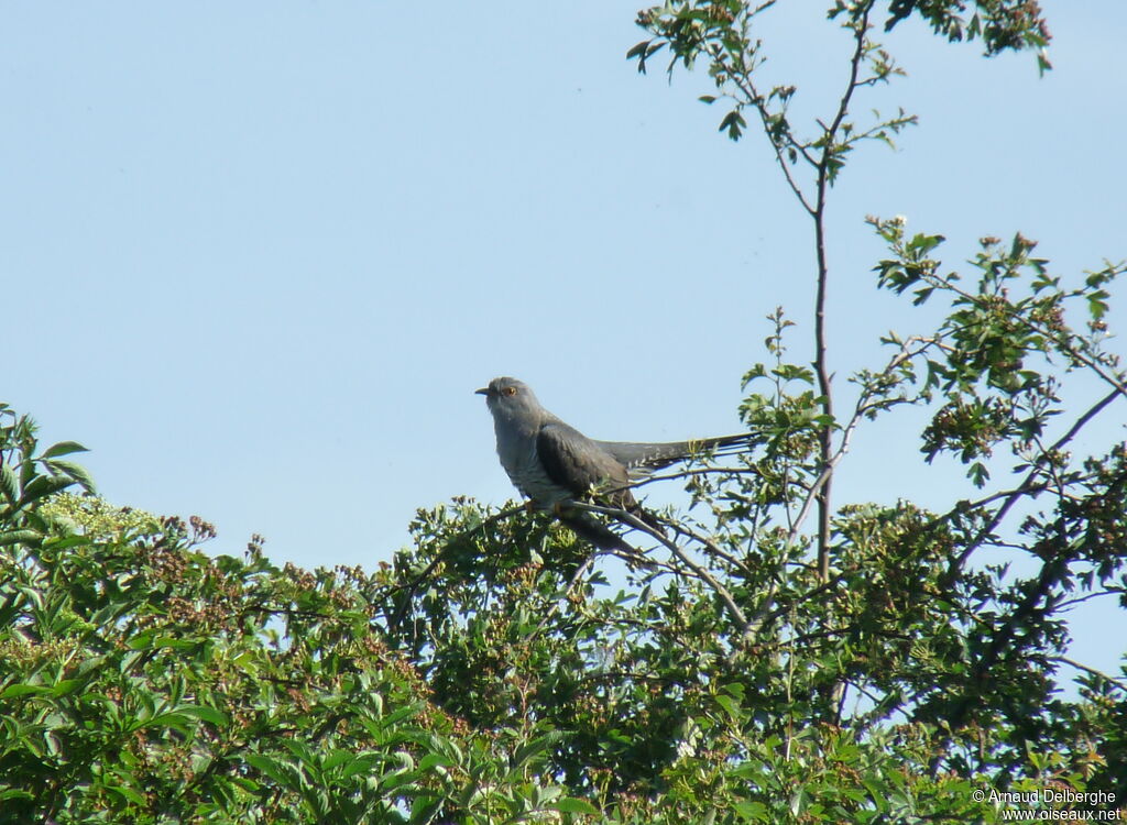 Common Cuckoo