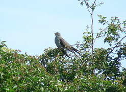 Common Cuckoo