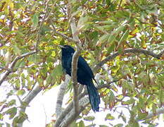 Asian Koel