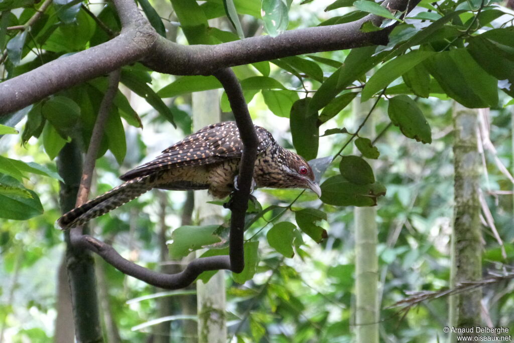 Asian Koel female