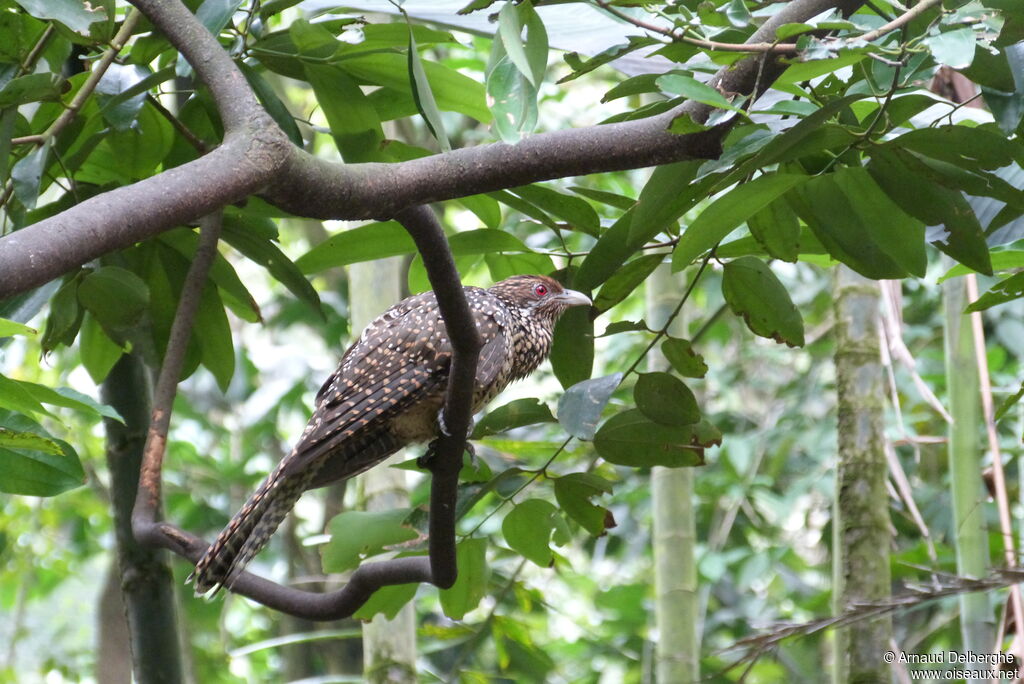 Asian Koel female