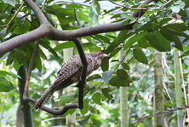 Asian Koel