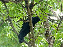 Asian Koel