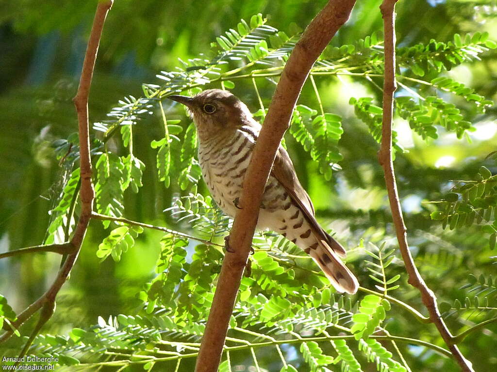 Little Bronze Cuckoo female adult, identification