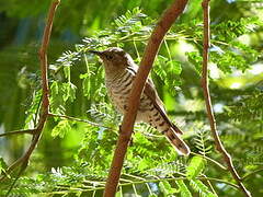 Little Bronze Cuckoo