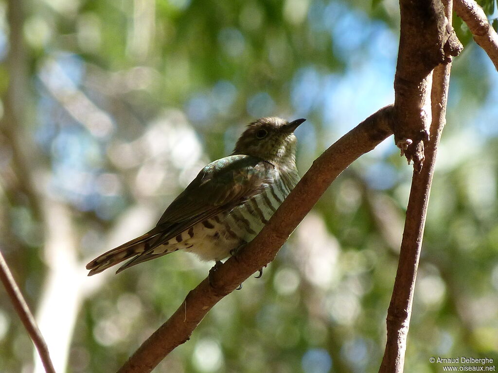 Little Bronze Cuckoo