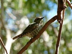 Little Bronze Cuckoo