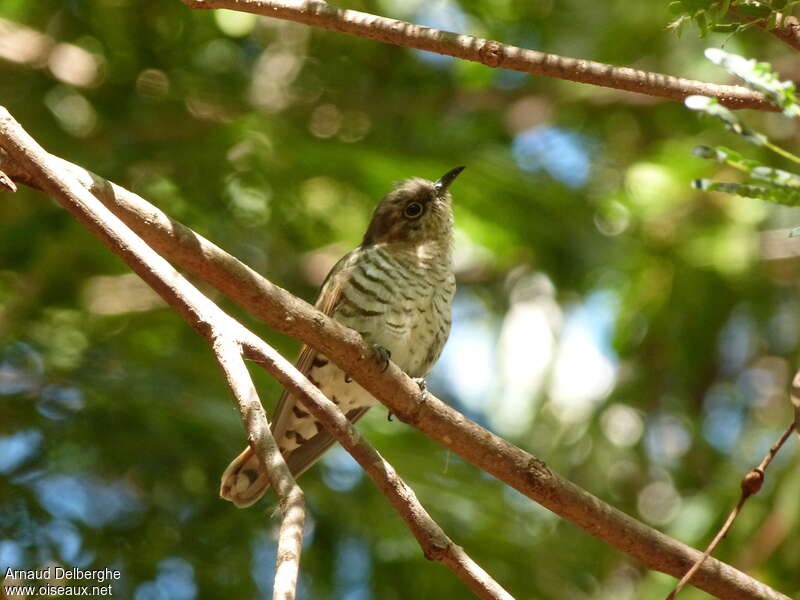 Little Bronze Cuckoo female adult, Behaviour
