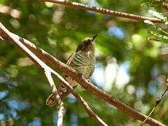 Little Bronze Cuckoo