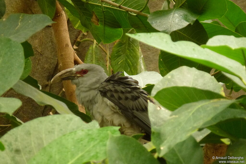 Channel-billed Cuckoo