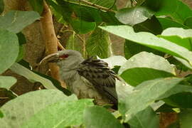 Channel-billed Cuckoo