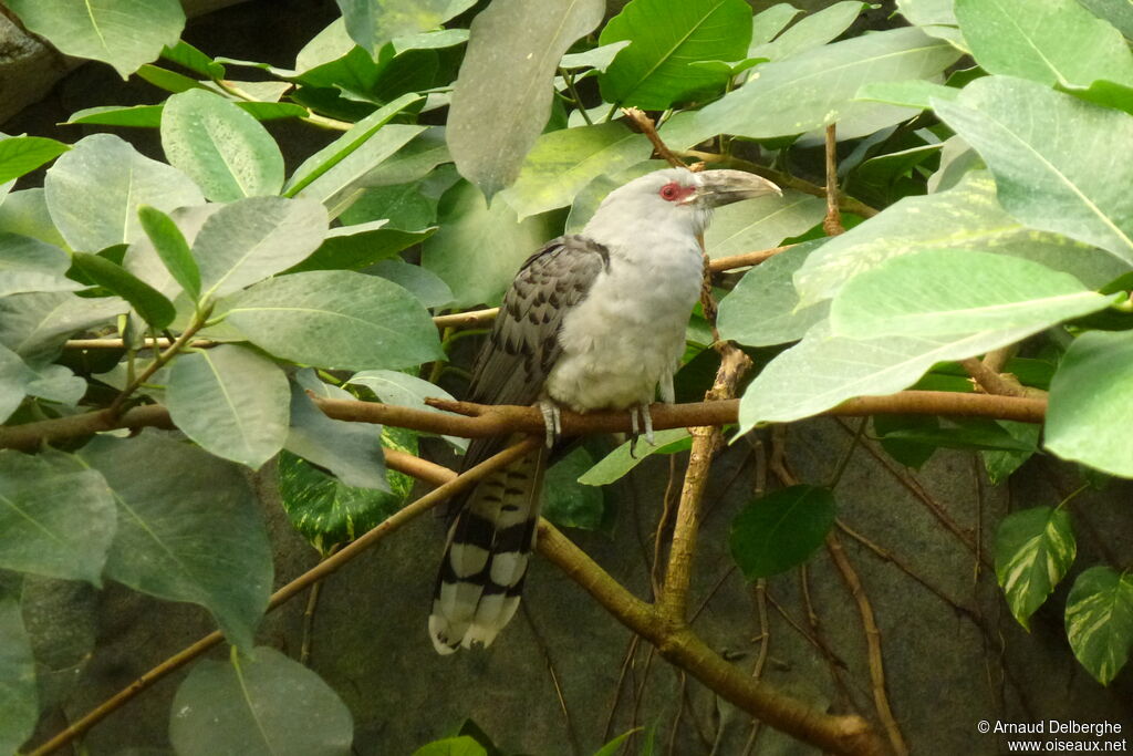 Channel-billed Cuckoo